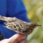 linduška lesní (Anthus trivialis)<br />